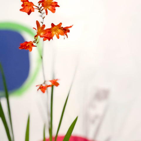 Crocosmia × crocosmiiflora 'Carmin Brilliant' - Cotswold Grown Perennial - Sprouts of Bristol