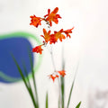 Crocosmia × crocosmiiflora 'Carmin Brilliant' - Cotswold Grown Perennial - Sprouts of Bristol