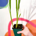 Crocosmia × crocosmiiflora 'Carmin Brilliant' - Cotswold Grown Perennial - Sprouts of Bristol