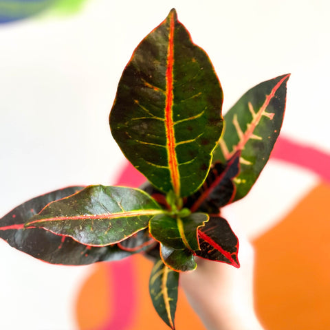 Croton - Codiaeum variegatum 'Petra' - British Grown - Sprouts of Bristol