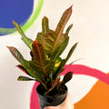 Croton - Codiaeum variegatum var. pictum 'Excellent' - Sprouts of Bristol