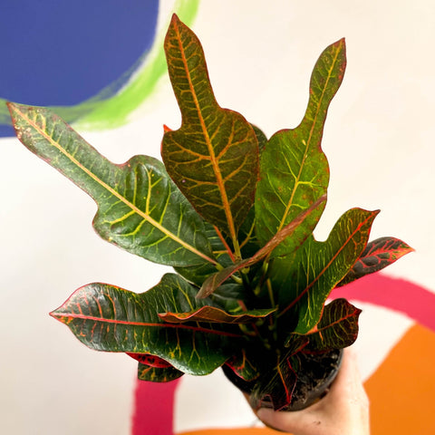 Croton - Codiaeum variegatum var. pictum 'Excellent' - Sprouts of Bristol