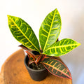 Croton 'Florida Select' - Sprouts of Bristol