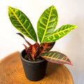 Croton 'Florida Select' - Sprouts of Bristol