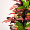 Croton Iceton - Codiaeum 'Iceton' - Sprouts of Bristol
