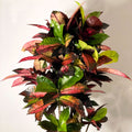 Croton Iceton - Codiaeum 'Iceton' - Sprouts of Bristol