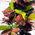 Croton Iceton - Codiaeum 'Iceton' - Sprouts of Bristol