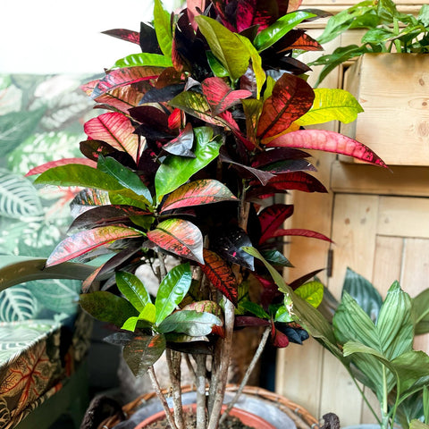 Croton Iceton - Codiaeum 'Iceton' - Sprouts of Bristol