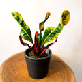 Croton 'Mammy' - Sprouts of Bristol
