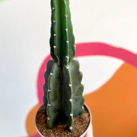 Cuddly Cactus - Cereus jamacaru - Sprouts of Bristol