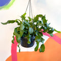 Curly Locks Orchid Cactus - Epiphyllum guatemalense monstruosa - Sprouts of Bristol