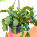 Curly Locks Orchid Cactus - Epiphyllum guatemalense monstruosa - Sprouts of Bristol