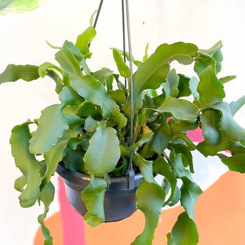 Curly Locks Orchid Cactus - Epiphyllum guatemalense monstruosa - Sprouts of Bristol