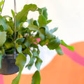 Curly Locks Orchid Cactus - Epiphyllum guatemalense monstruosa - Sprouts of Bristol