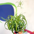 Curly Spider Plant - Chlorophytum comosum - Welsh Grown - Sprouts of Bristol