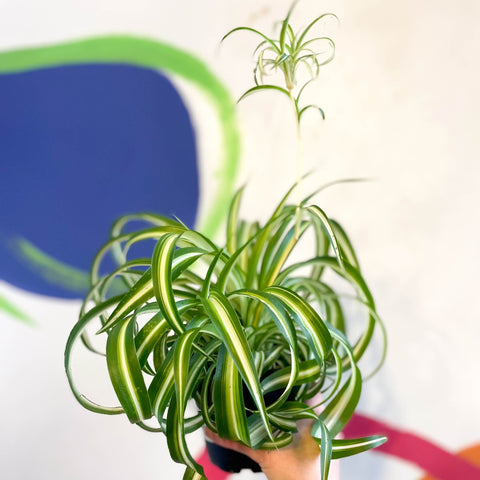 Curly Spider Plant - Chlorophytum comosum - Welsh Grown - Sprouts of Bristol