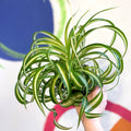Curly Spider Plant - Chlorophytum comosum - Welsh Grown - Sprouts of Bristol