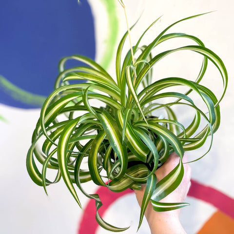 Curly Spider Plant - Chlorophytum comosum - Welsh Grown - Sprouts of Bristol