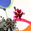 Dahlia lubega 'Dark Velvet' - Cotswold Grown Perennial - Sprouts of Bristol