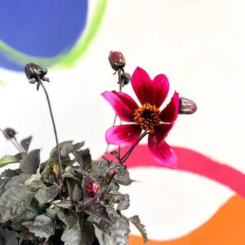 Dahlia lubega 'Dark Velvet' - Cotswold Grown Perennial - Sprouts of Bristol