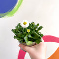 Daisy - Bellis perennis - British Grown - Sprouts of Bristol