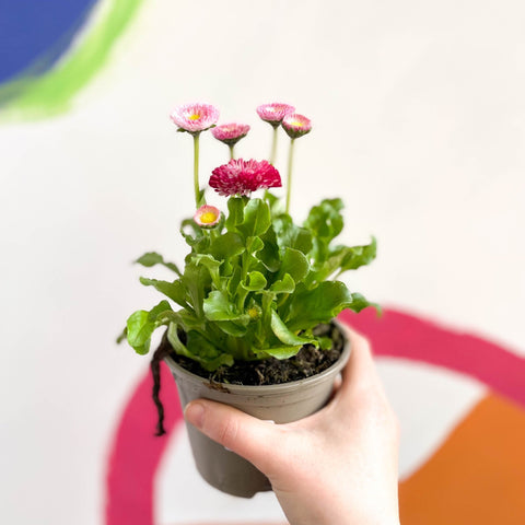 Daisy - Bellis perennis - British Grown - Sprouts of Bristol