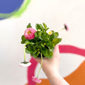 Daisy - Bellis perennis - British Grown - Sprouts of Bristol