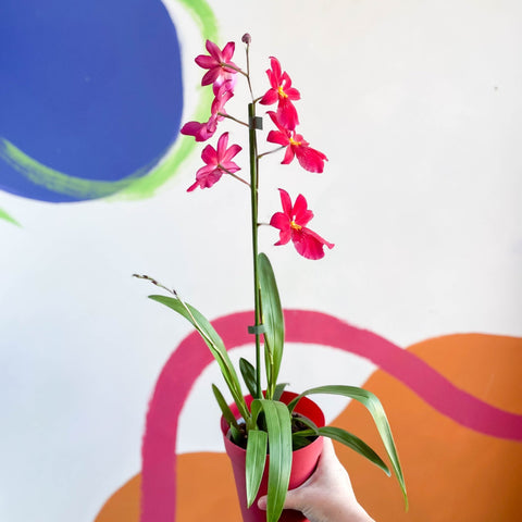 Dancing Lady Orchid - Oncidium 'Cherry Baby' - Sprouts of Bristol