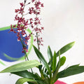 Dancing Lady Orchid - Oncidium 'Sharry Baby' - Sprouts of Bristol
