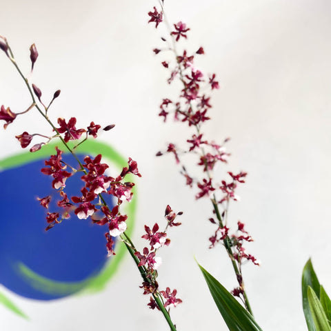 Dancing Lady Orchid - Oncidium 'Sharry Baby' - Sprouts of Bristol