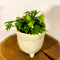 Deer Fern - Pteris - Sprouts of Bristol