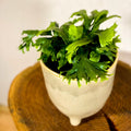 Deer Fern - Pteris - Sprouts of Bristol