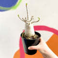 Desert Rose - Adenium obesum 'Baobab' - Sprouts of Bristol