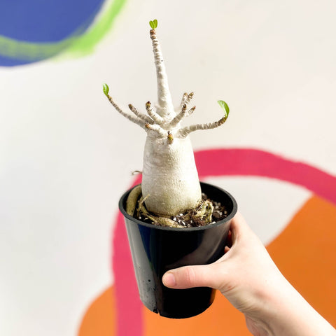 Desert Rose - Adenium obesum 'Baobab' - Sprouts of Bristol