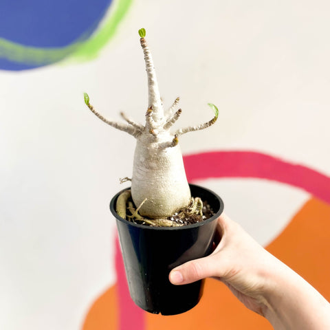 Desert Rose - Adenium obesum 'Baobab' - Sprouts of Bristol