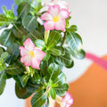 Desert Rose - Adenium obesum 'Pink Star' - Sprouts of Bristol