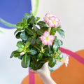Desert Rose - Adenium obesum 'Pink Star' - Sprouts of Bristol