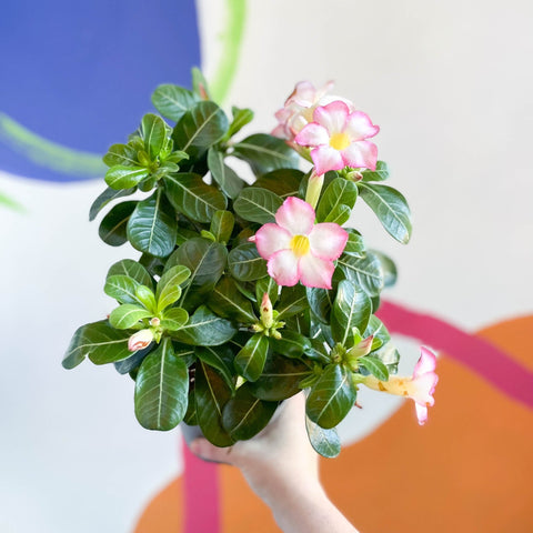 Desert Rose - Adenium obesum 'Pink Star' - Sprouts of Bristol
