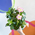 Desert Rose - Adenium obesum 'Pink Star' - Sprouts of Bristol