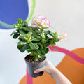 Desert Rose - Adenium obesum 'Pink Star' - Sprouts of Bristol