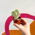 Desert Rose - Kalanchoe thyrsiflora - Sprouts of Bristol