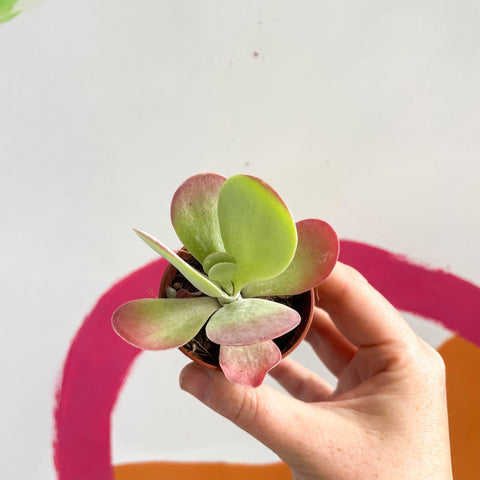 Desert Rose - Kalanchoe thyrsiflora - Sprouts of Bristol