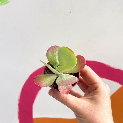 Desert Rose - Kalanchoe thyrsiflora - Sprouts of Bristol