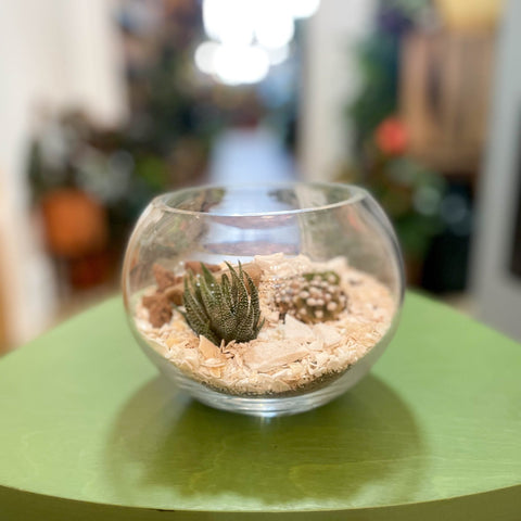 Desert Terrarium Bowl - Sprouts of Bristol