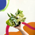 Devil's Ivy - Scindapsus aureus 'Marble Queen' - British Grown - Sprouts of Bristol