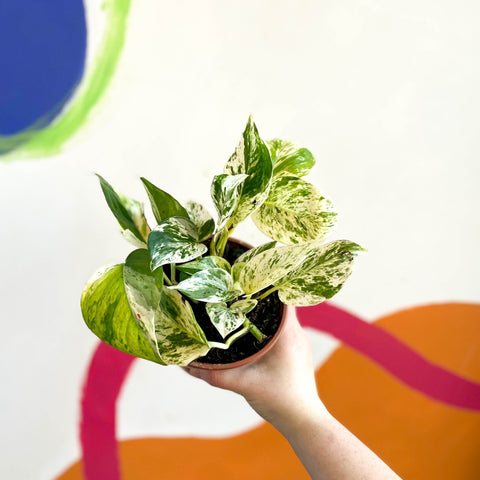Devil's Ivy - Scindapsus aureus 'Marble Queen' - British Grown - Sprouts of Bristol