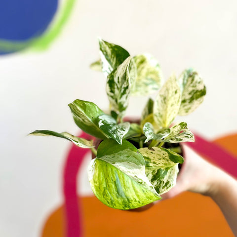 Devil's Ivy - Scindapsus aureus 'Marble Queen' - British Grown - Sprouts of Bristol