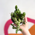 Dischidia nummularia 'Pangolin Kisses' - Sprouts of Bristol