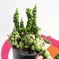 Dischidia nummularia 'Pangolin Kisses' - Sprouts of Bristol