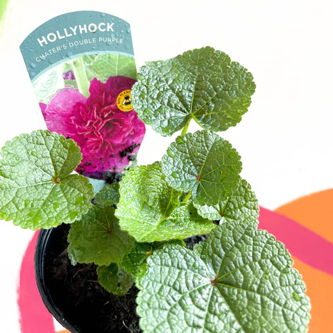 Double Hollyhock - Alcea rosea 'Chater's Double Purple' - British Grown Herbaceous Perennial - Sprouts of Bristol